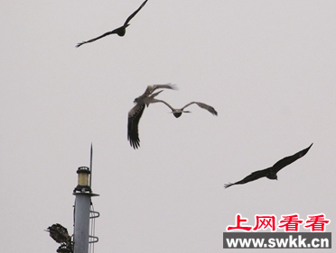 乌鲁木齐上空惊现大群黑耳鸢