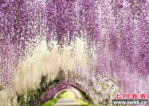 紫藤花隧道