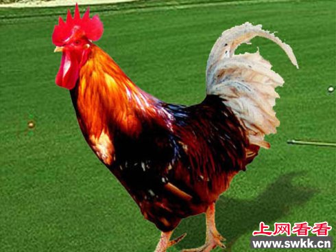 ǹĹ벻֮