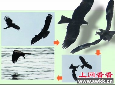 南京鼓楼区东炮台江边上空两只黑耳鸢空中决斗