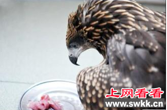 北京通州发现二级保护动物黑耳鸢