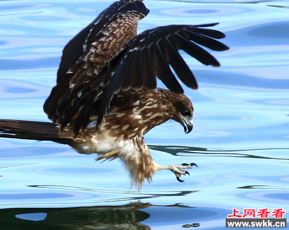 下关江边现十多只珍稀黑耳鸢
