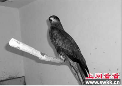 闵行区野生动物保护管理站救助了一只黑耳鸢