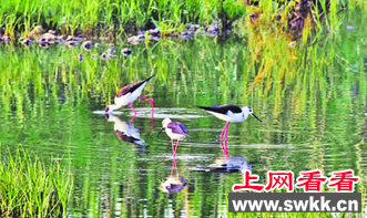 市民在桃源河湿地拍到珍稀鸟类黑翅长脚鹬