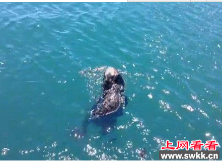 美搜救人员为孤独小海獭寻母