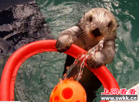 神奇海獭爱好打篮球 命中率极高