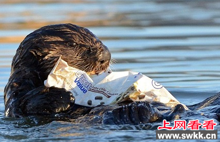 小海獭欲吞食塑料袋 海獭妈妈见状急忙枪下