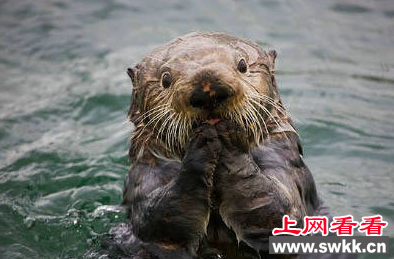 日本最高龄海獭去世 活了相当于人类的90岁！