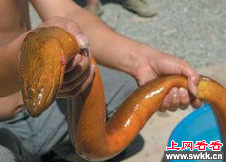 最大的黄鳝