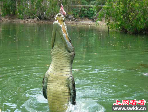 最大的鳄鱼
