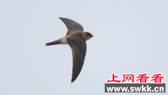 横沙岛发现数十只珍稀鸟类短嘴金丝燕