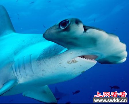 厦门海关截获近五吨双髻鲨