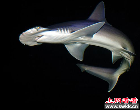 厄瓜多尔为了保护锤头鲨设立锤头鲨禁猎区