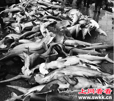 三亚百余条锤头鲨遭非法宰杀贱卖
