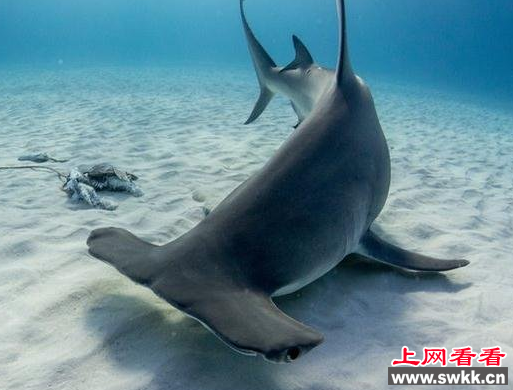 香港海洋公园6头锤头鲨相继死亡