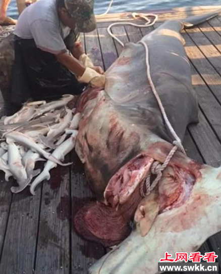 男子钓起锤头鲨 下一秒惊呆众人！