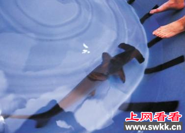 锤头鲨入驻长风海洋世界