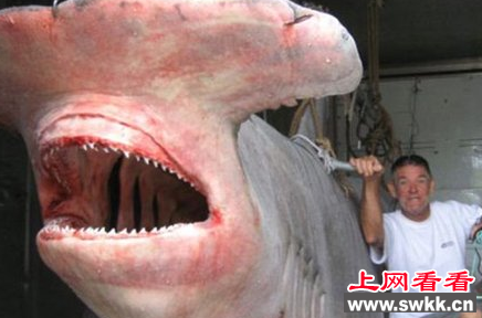 澳大利亚渔民捕获一头罕见锤头鲨鱼 体长近六米