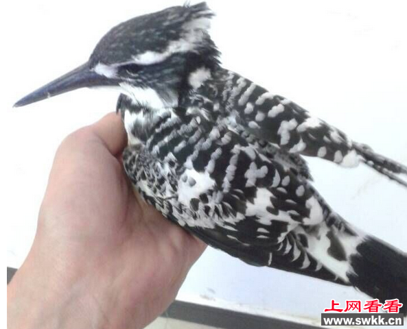 汉南市民捡到“怪鸟” 竟是罕见“斑鱼狗”