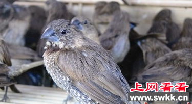 2500只斑文鸟被民警解救放生