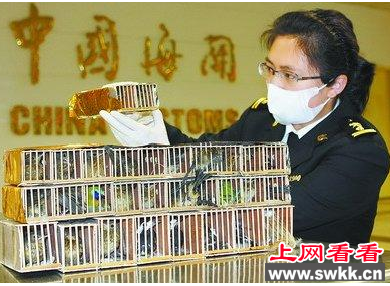 厦门海关查获32只活体白腰鹊鸲