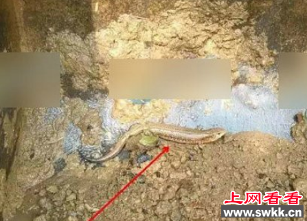 中华石龙子