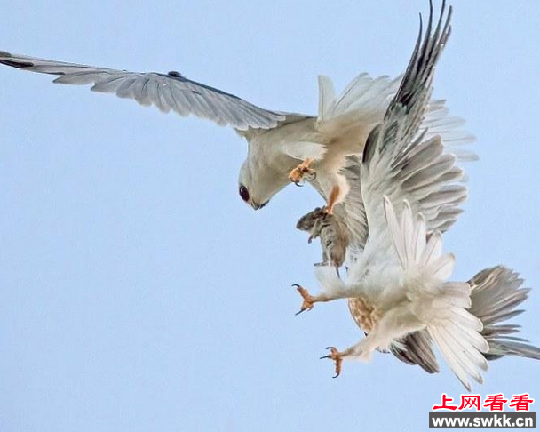 白尾鸢训练幼鸟空中猎食