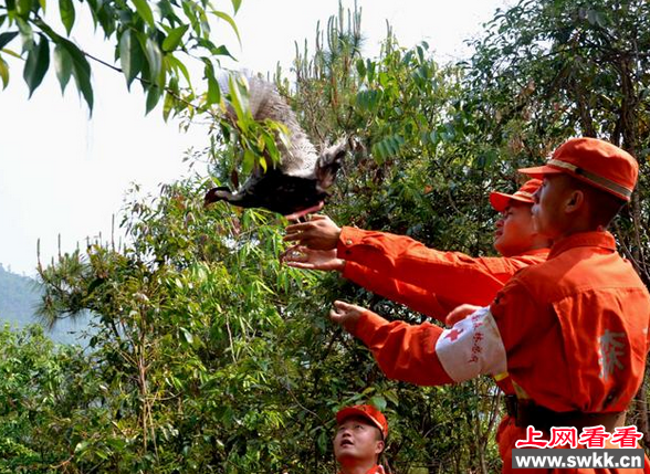 普洱森林官兵亲自放归白鹇