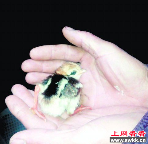 白鹇从巢中掉落，市民伸手救援