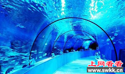 六只白眉企鹅将入住芜湖企鹅水族馆