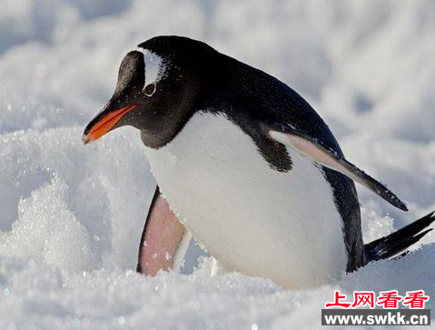 6只白眉企鹅将亮相金佛山冰雪狂欢节