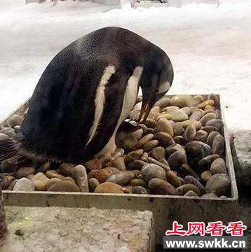 大连圣亚白眉企鹅集体“坐月子”