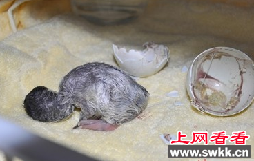 极地海洋公园首次成功孵化出白眉企鹅