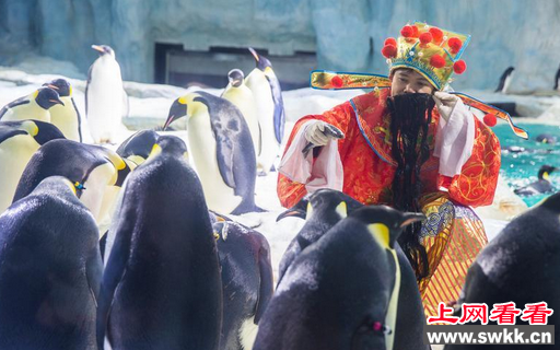春节期间 财神爷给白眉企鹅发秋刀鱼