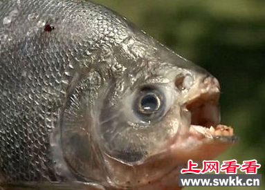 美国男子钓起恐怖切蛋鱼