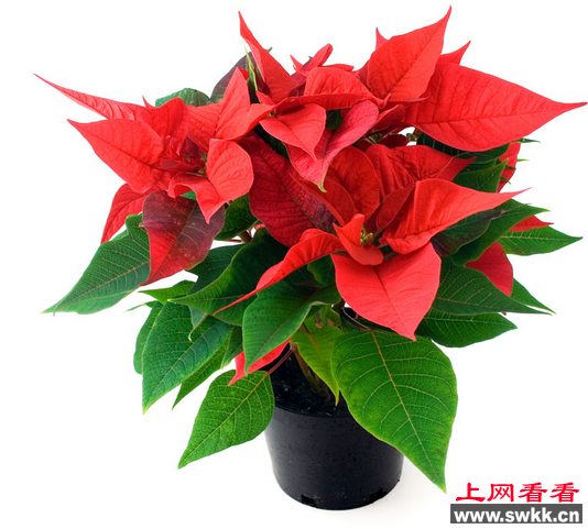 为庆祝圣诞节一品红改名“圣诞红”