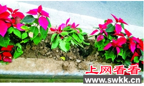 绿化植物一品红被盗 相关部门安排守护人员