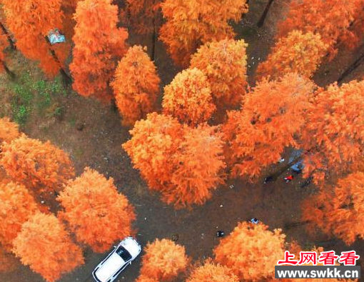 水杉茂密“刮人脸” 相关部门及时修剪