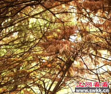 江淮生态大走廊水杉树异常漂亮