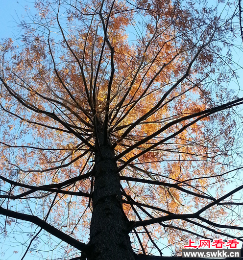 植物界的“大熊猫”：水杉