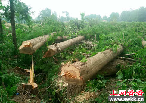数棵植物界“大熊猫”水杉被毁