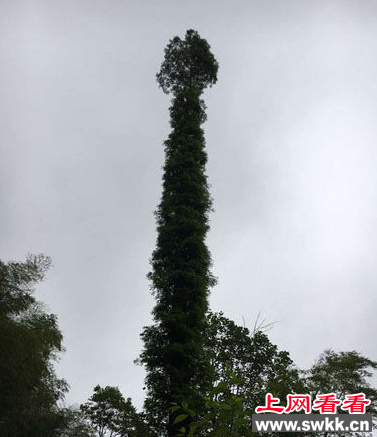 水杉邪恶造型 红遍网络