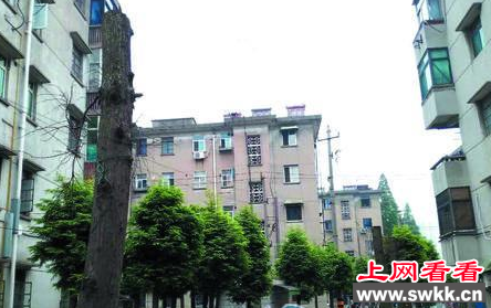 20多棵水杉树截干后离奇死亡