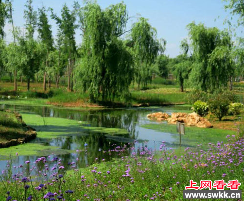 1200棵水杉给昆明斗南湿地带来一个清凉夏天