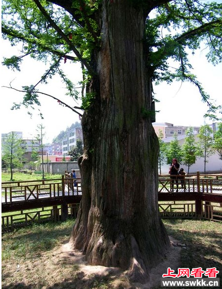 利川水杉王 树龄达600年