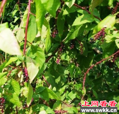 六岁儿童误食商陆果实中毒