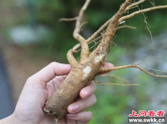 市民误食“野生人参”导致中毒