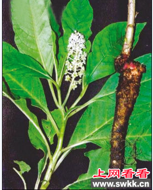 石家庄市民挖出“草参” 专家：这是“商陆”