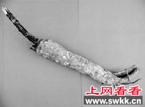 专家提醒市民：误把商陆当红参，误食会死人！