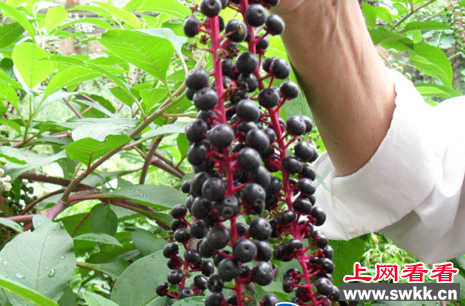 莱州发现有毒植物商陆形似“紫葡萄”